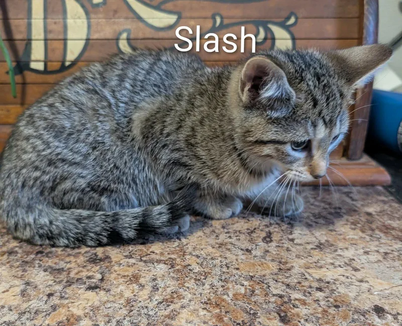 Slash thumbnail 2
