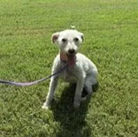 An adult small-sized female Gray / Blue / Silver Schnauzer dog named Katie for adoption in Tulsa, OK