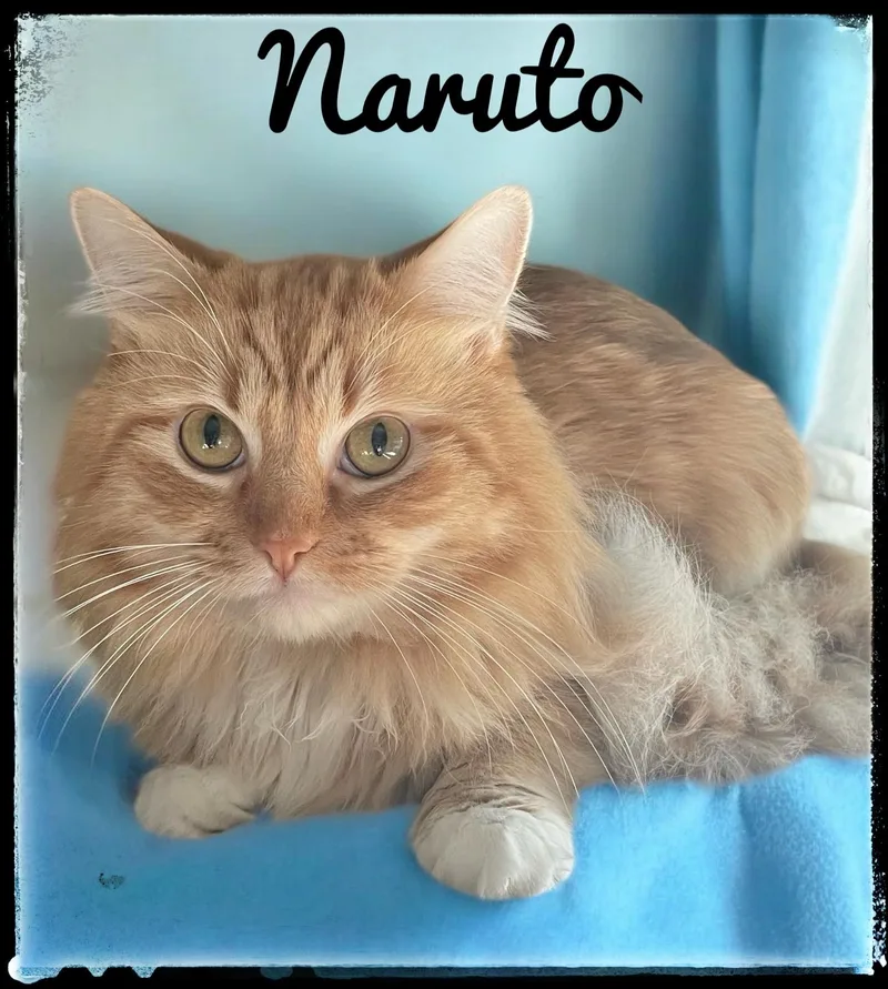 An adult medium-sized male Domestic Medium Hair cat named Naruto for adoption in El Cajon, CA