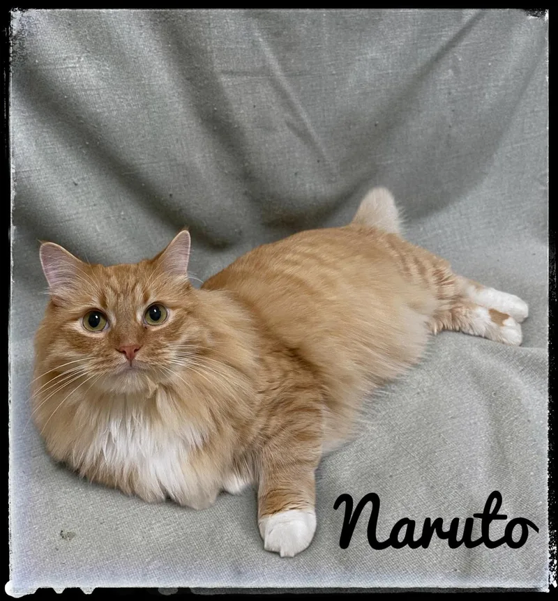 Naruto thumbnail 2
