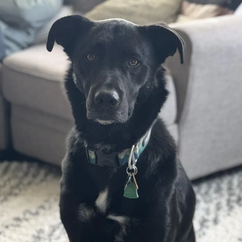 An adult large-sized male Black Labrador Retriever dog named Apollo for adoption in Reno, NV