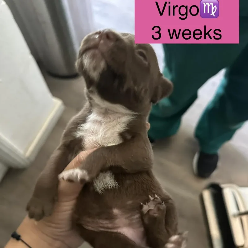 Virgo thumbnail 4