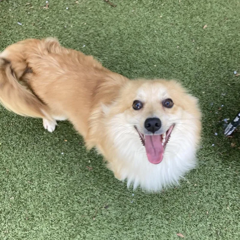 An adult small-sized male Yellow / Tan / Blond / Fawn Chihuahua dog named Cinnamon for adoption in Providence, RI