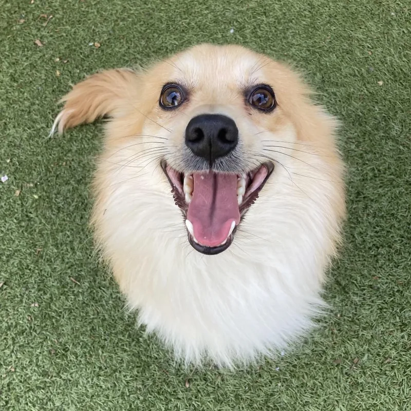 Cinnamon thumbnail 2