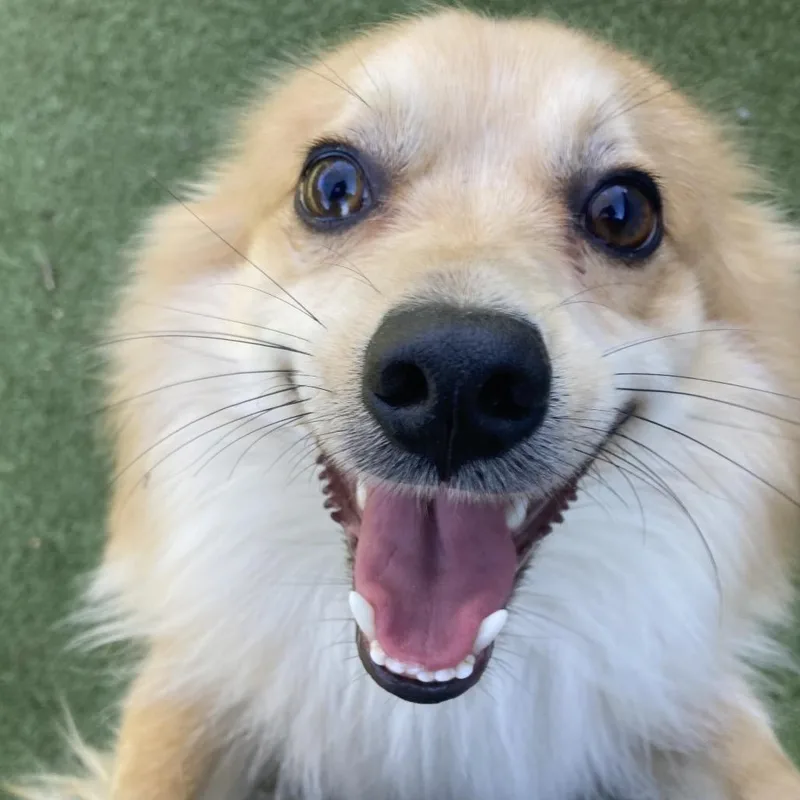 Cinnamon thumbnail 3