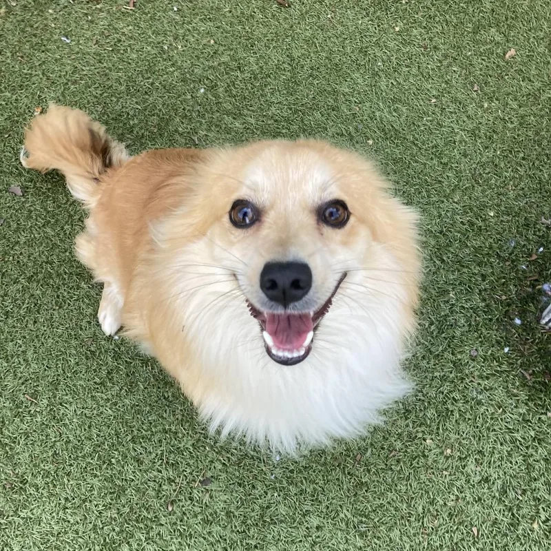 Cinnamon thumbnail 4