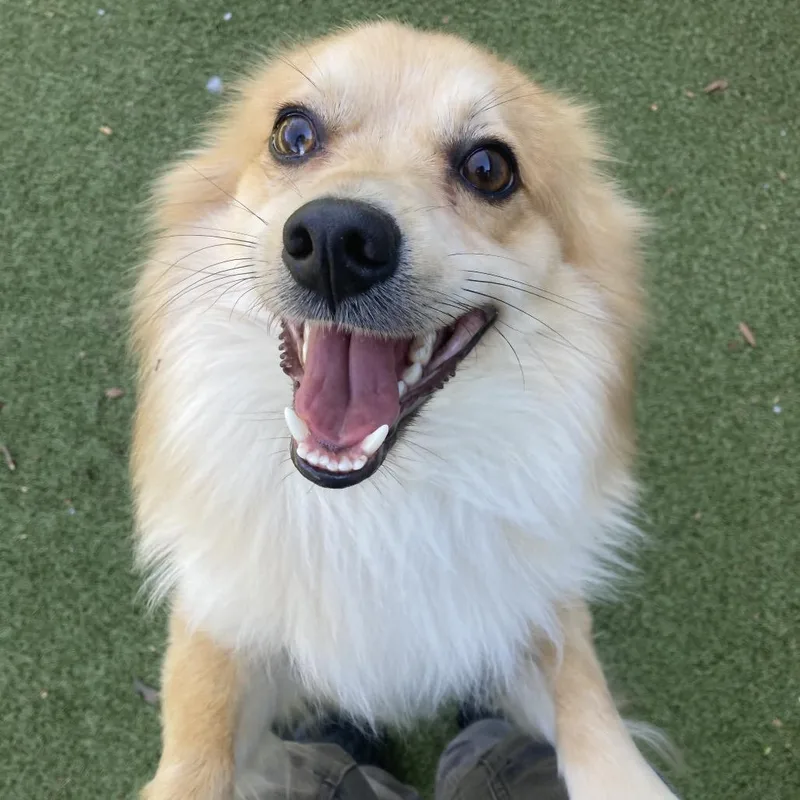 Cinnamon thumbnail 5