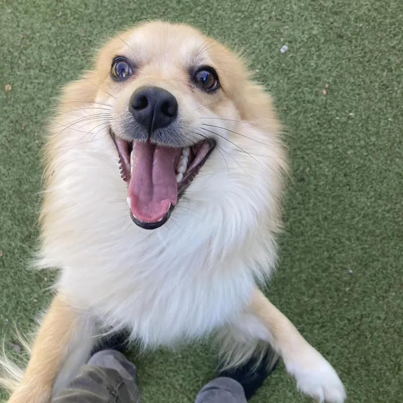 Cinnamon thumbnail 6