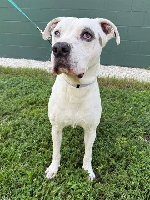 A senior large-sized male Pit Bull Terrier dog named Andre for adoption in Naples, FL