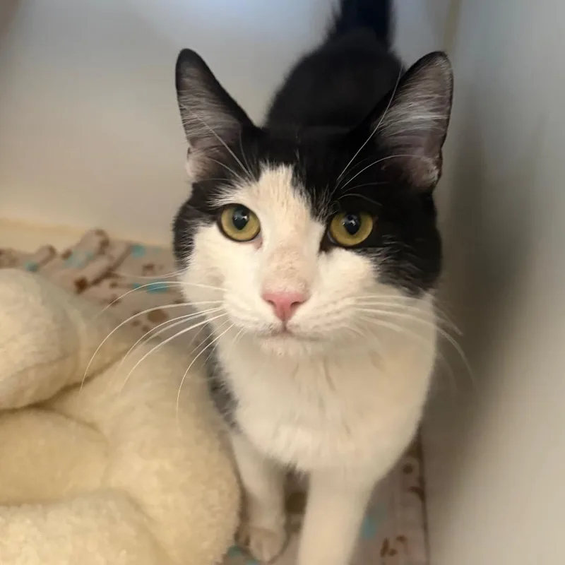 An adult medium-sized male Black & White / Tuxedo Domestic Short Hair cat named Herbert for adoption in Grass Valley, CA
