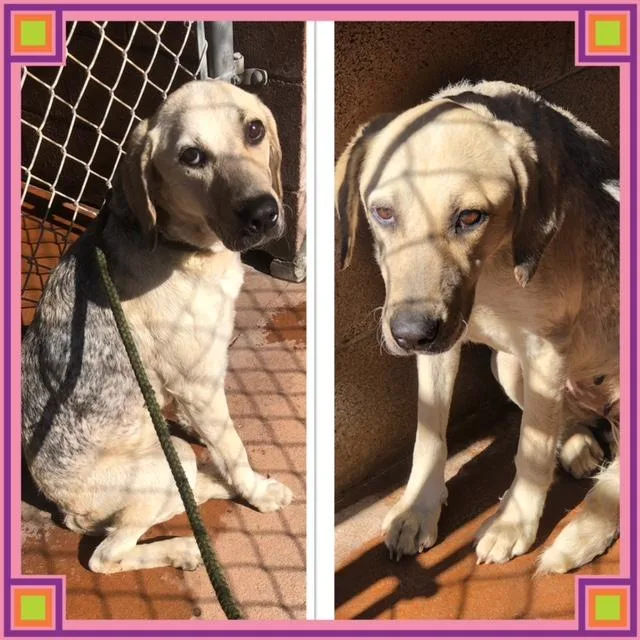 A young medium-sized female Merle (Blue) Labrador Retriever dog named Goose for adoption in Buckhannon, WV