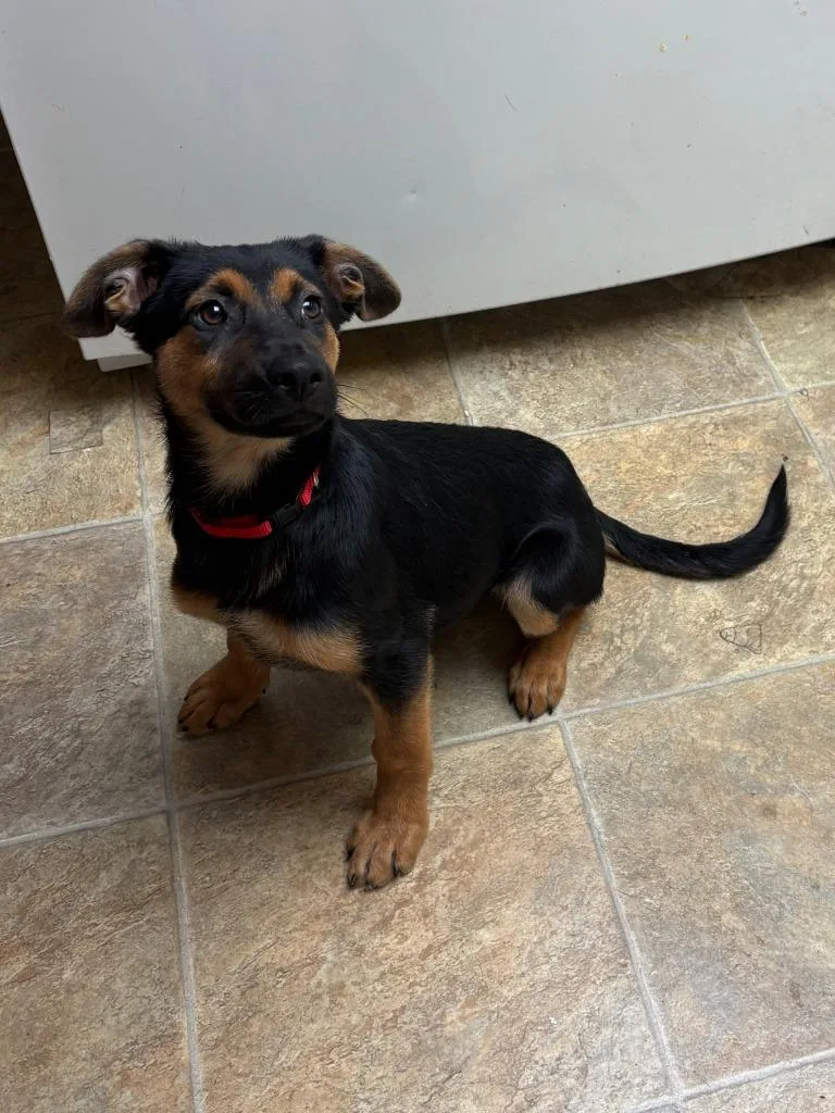 A baby medium-sized male Shepherd dog named Macho for adoption in Twentynine Palms, CA