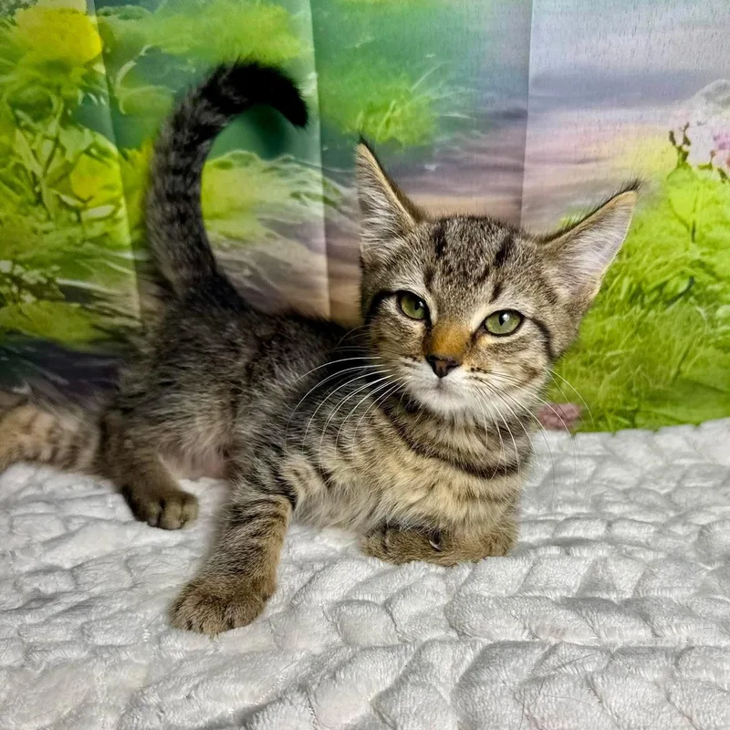 A baby medium-sized female Tabby (Brown / Chocolate) Tabby cat named Kit Kat for adoption in Greensburg, PA