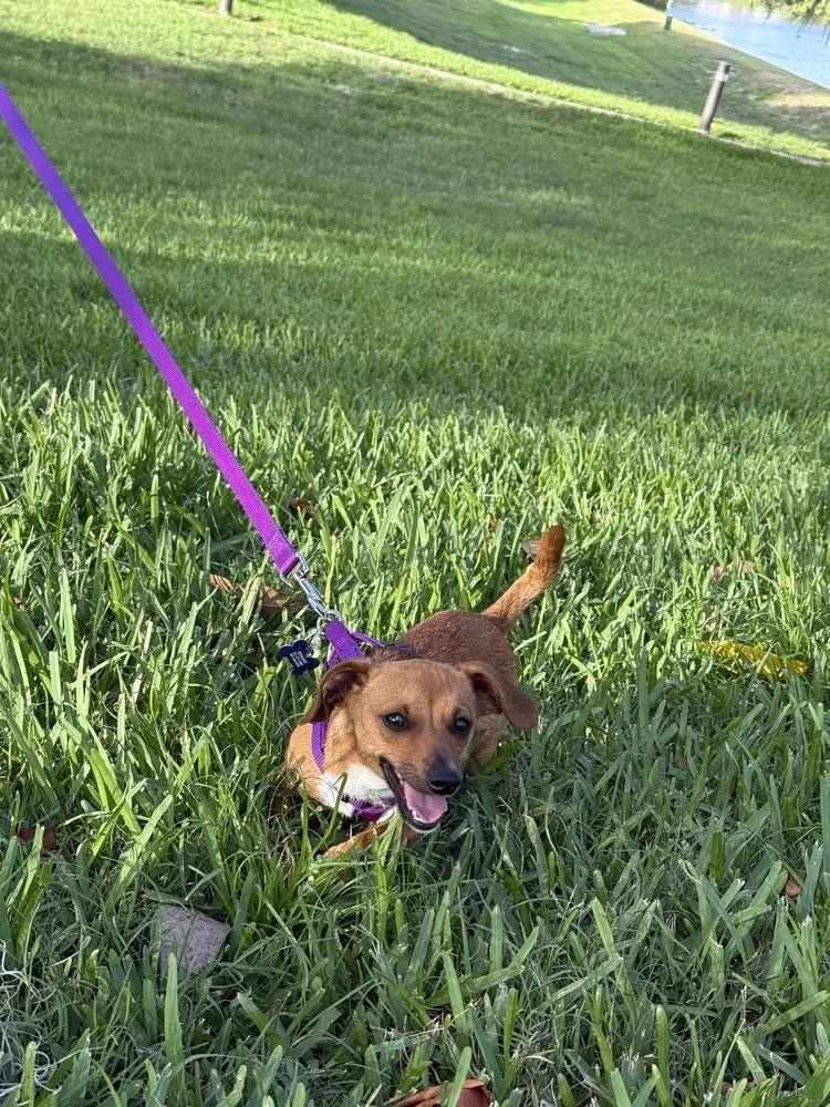 A young small-sized female Tricolor (Brown, Black, & White) Dachshund dog named Charla for adoption in Orlando, FL