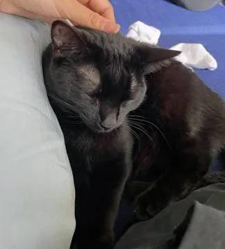 A young medium-sized female Black Domestic Short Hair cat named Nayeli for adoption in San Francisco, CA