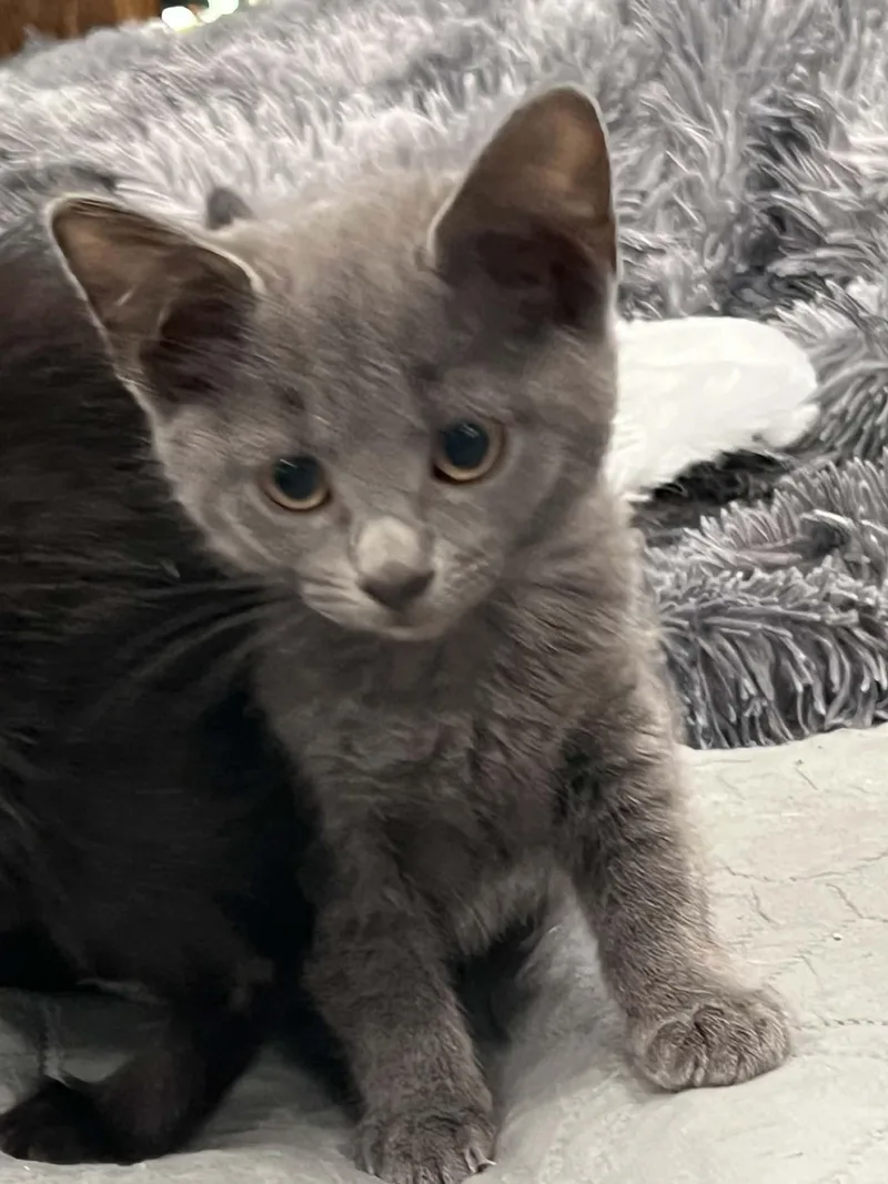 A baby medium-sized male Domestic Short Hair cat named Robin for adoption in Newark, NJ