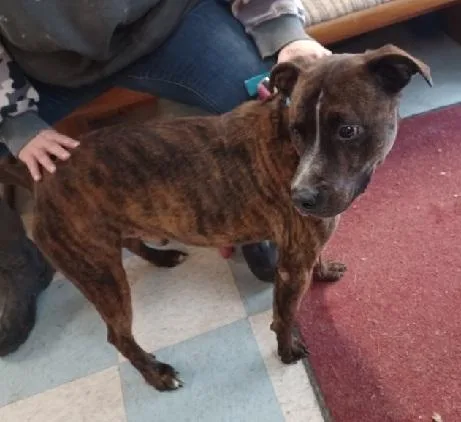 A senior medium-sized male Pit Bull Terrier dog named Trooper for adoption in Philippi, WV