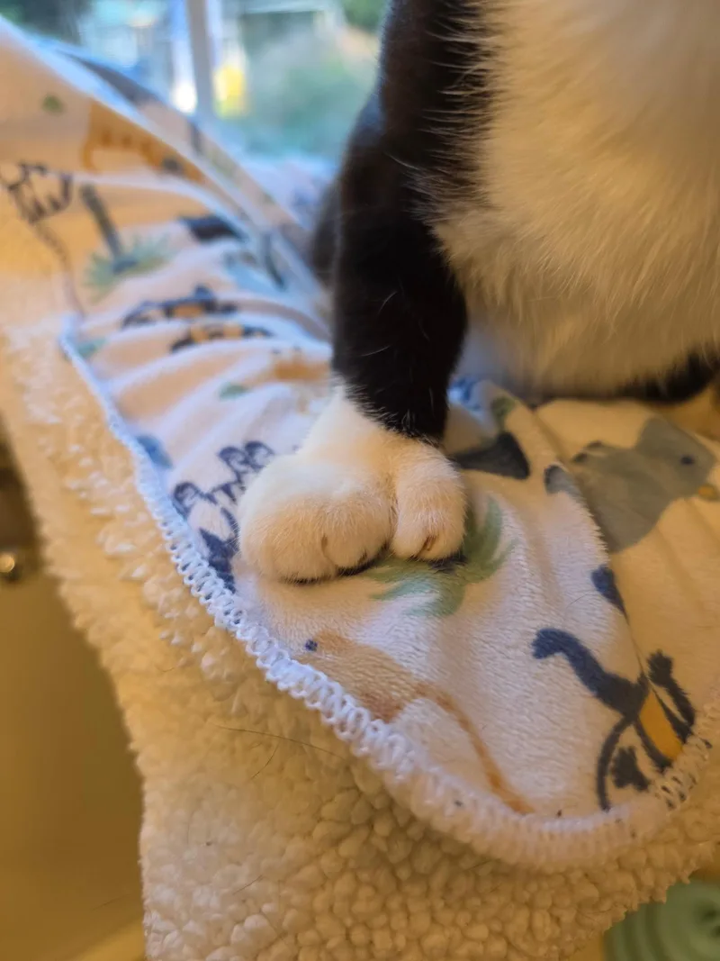A young small-sized female Tuxedo cat named Mrs Beasley for adoption in Acushnet, MA