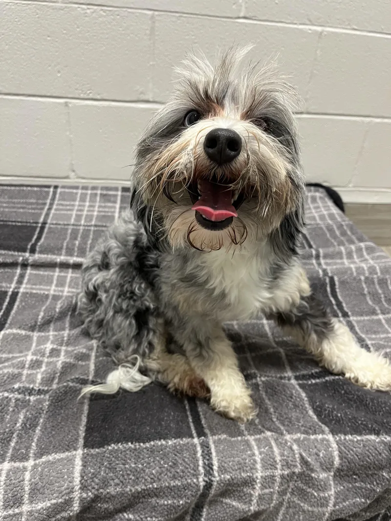 An adult medium-sized male Merle (Blue) Aussiedoodle dog named 26-235 for adoption in Amityville, NY
