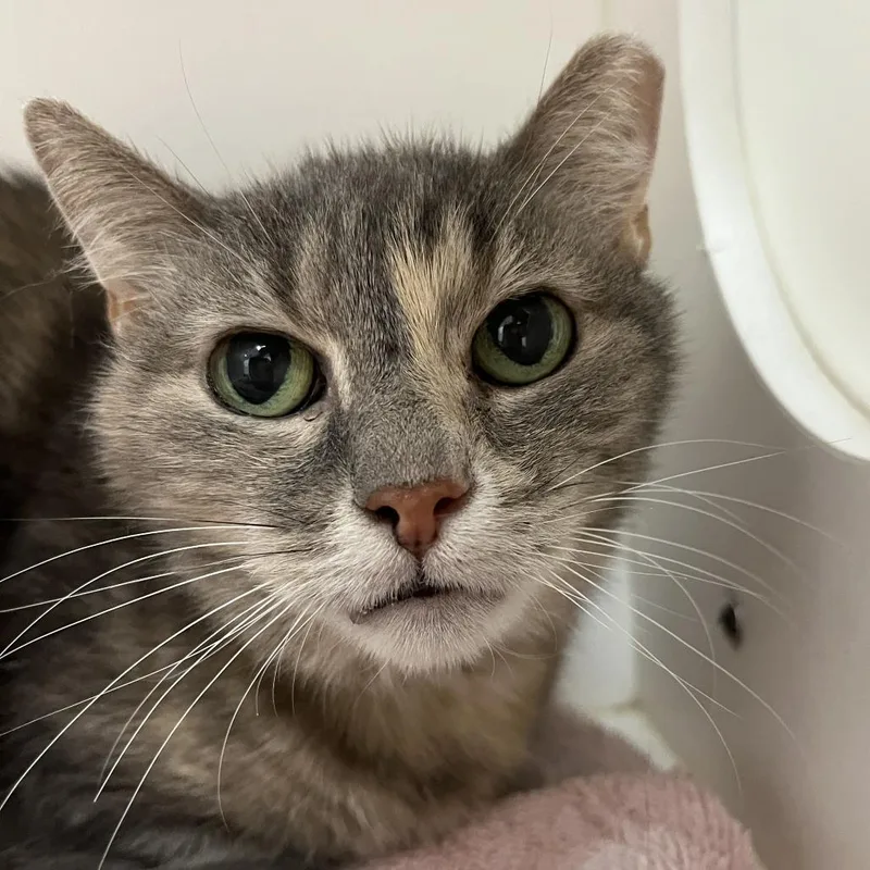 A senior medium-sized female Gray / Blue / Silver Domestic Short Hair cat named Sweetie for adoption in Kennett Square, PA