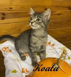 A baby medium-sized female Tabby (Brown / Chocolate) Tabby cat named Koala for adoption in Southern Pines, NC