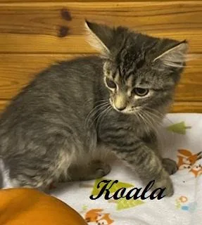 Koala thumbnail 2