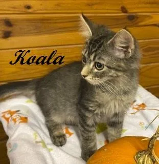 Koala thumbnail 3