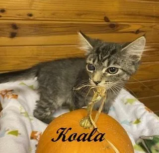 Koala thumbnail 4