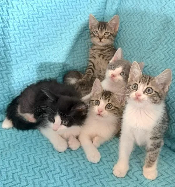 A baby medium-sized female Tabby (Gray / Blue / Silver) Domestic Short Hair cat named Nina for adoption in Houston, TX