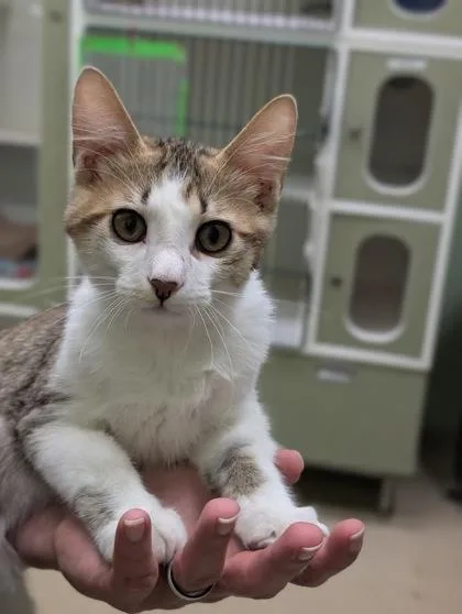 An adult small-sized male Domestic Short Hair cat named Dale for adoption in Mansfield, TX