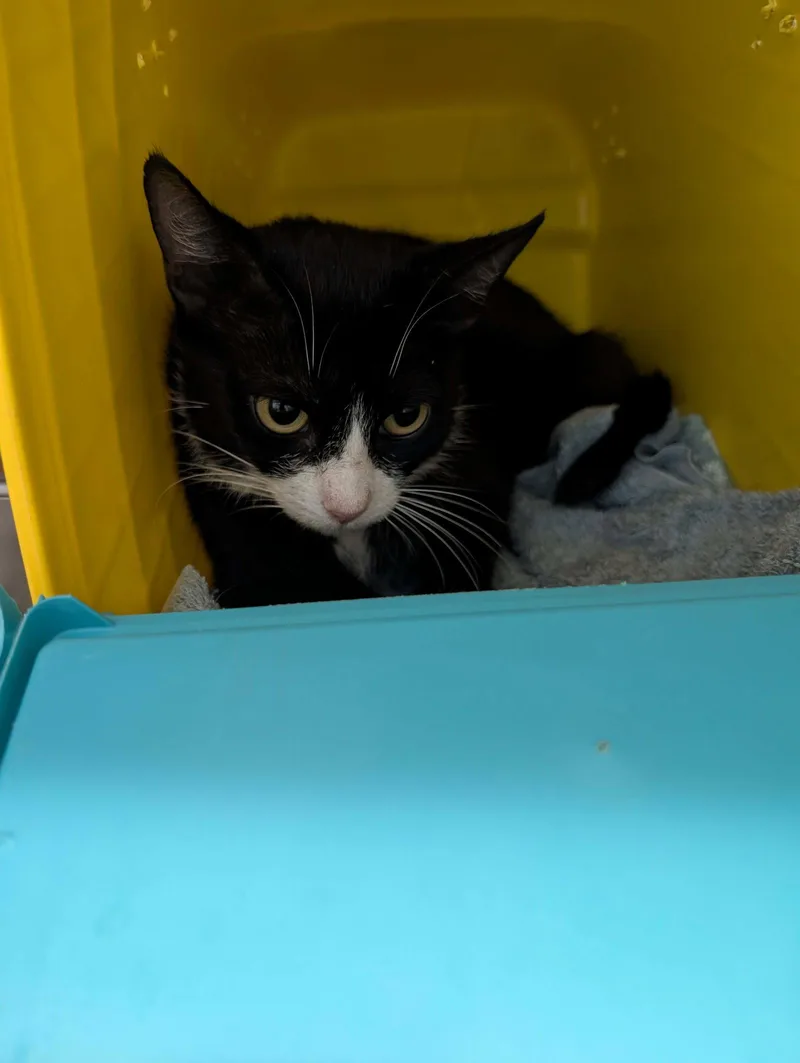 An adult medium-sized female Black & White / Tuxedo Domestic Short Hair cat named Violet Visit At for adoption in Rustburg, VA