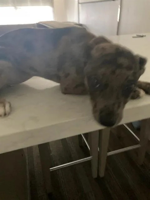 A baby medium-sized female Mixed Breed dog named Hershey for adoption in Dallas, TX