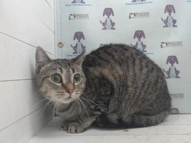 An adult small-sized female Domestic Short Hair cat named Darla for adoption in Orlando, FL