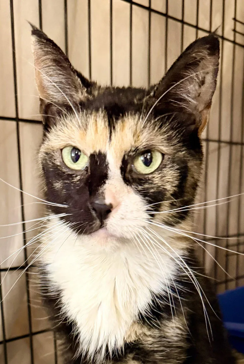 A young medium-sized female Calico cat named Prudencewillow Grove for adoption in Greenville, DE