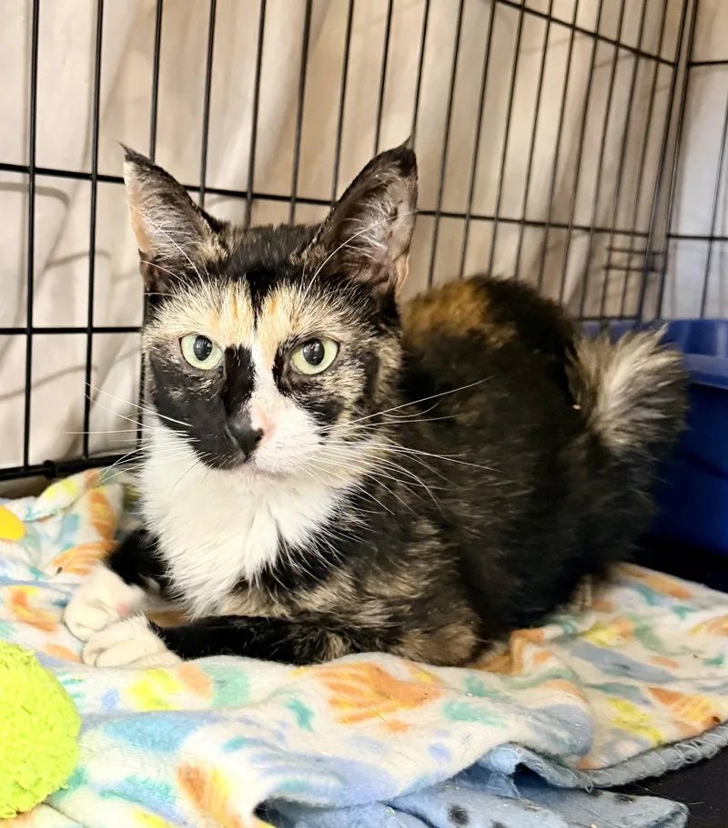 Prudencewillow Grove thumbnail 3