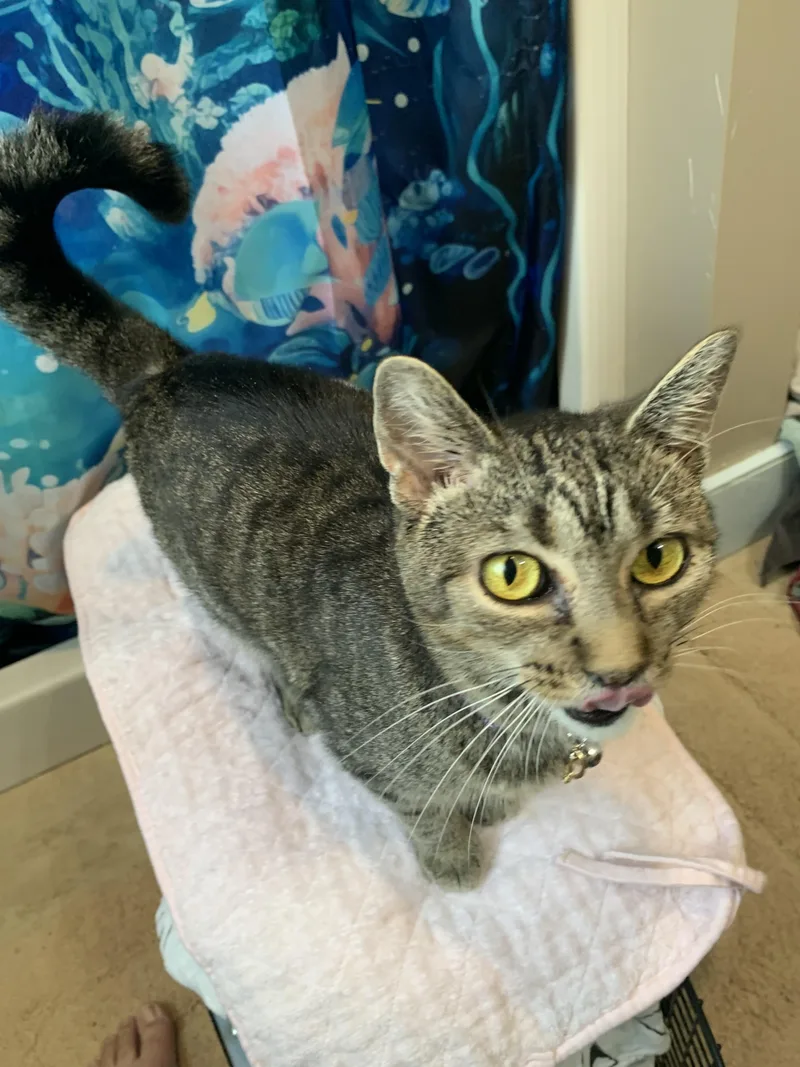 An adult medium-sized female Domestic Short Hair cat named Marbles for adoption in Lemoyne, PA