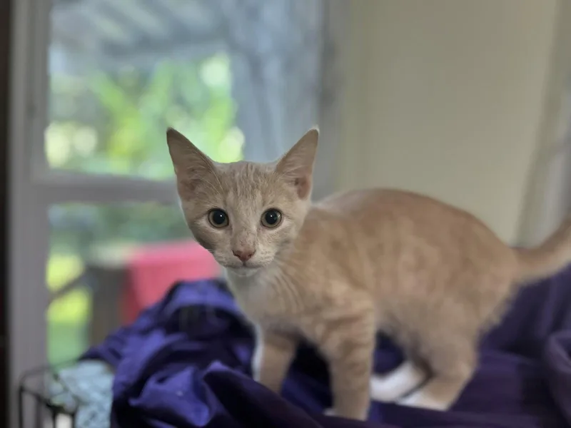 A young medium-sized male Tabby cat named Owenkk for adoption in White Bluff, TN