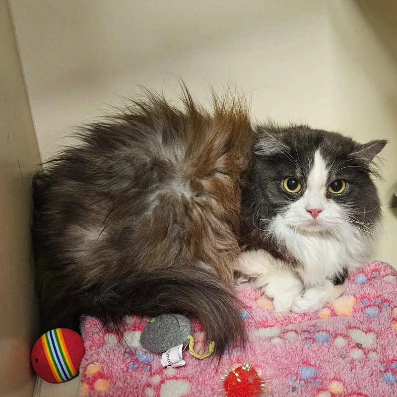An adult medium-sized female Persian cat named Peanut for adoption in Hinsdale, IL