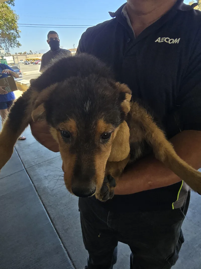 A baby small-sized male German Shepherd Dog dog named Matt for adoption in Los Angeles, CA