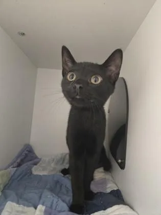 A baby medium-sized female Domestic Short Hair cat named Jenny for adoption in Savannah, GA