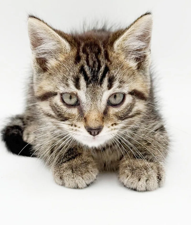 A baby small-sized male Tabby (Tiger Striped) Tabby cat named Pete is PURRFECT PRECIOUS for adoption in Bedford Hills, NY