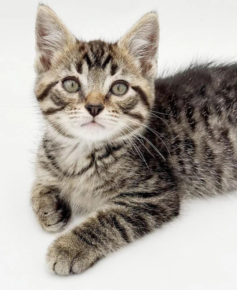 Pete is PURRFECT PRECIOUS thumbnail 2