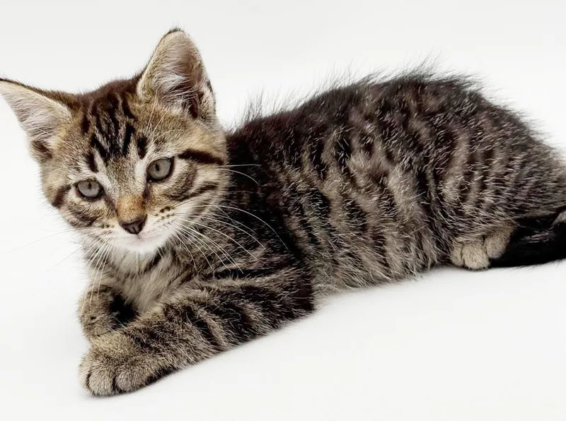 Pete is PURRFECT PRECIOUS thumbnail 3