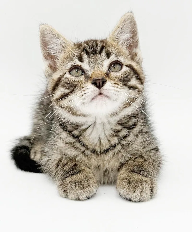 Pete is PURRFECT PRECIOUS thumbnail 4