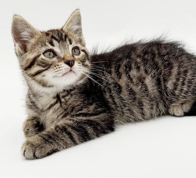 Pete is PURRFECT PRECIOUS thumbnail 5