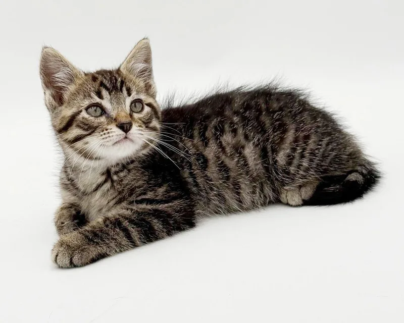 Pete is PURRFECT PRECIOUS thumbnail 6