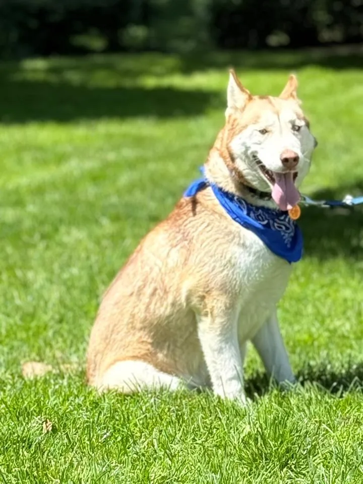 A young large-sized male Siberian Husky dog named Akeyo for adoption in Old Westbury, NY