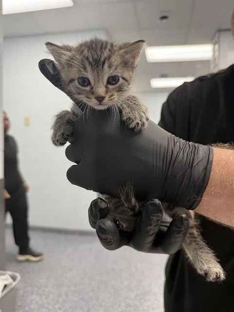 A baby medium-sized male Domestic Short Hair cat named A for adoption in Charlotte, NC