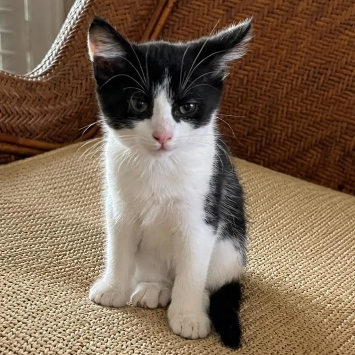 A baby small-sized female Black Domestic Short Hair cat named Tangy for adoption in Jupiter, FL