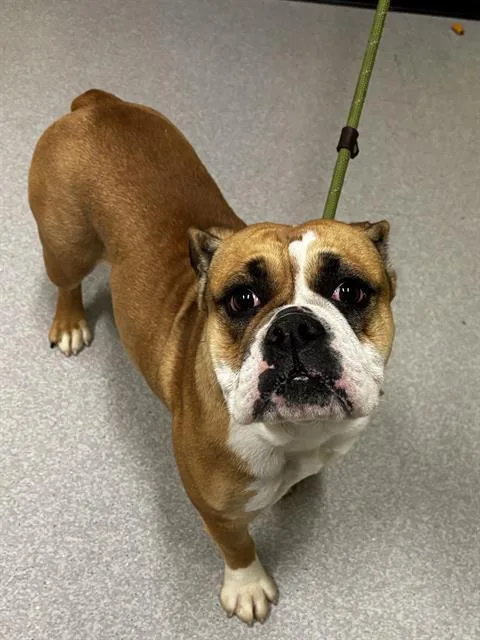 A young medium-sized female American Bulldog dog named Tina for adoption in Indianapolis, IN